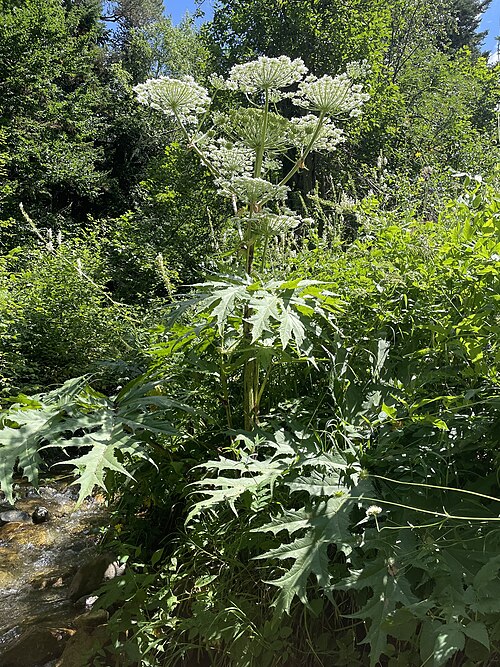 Giant hogweed: Giant Hogweed Heracleum mantegazzianum , native, Zelenchuksky District, Karachay-Cherkessia, Caucasus Mts, Russia.