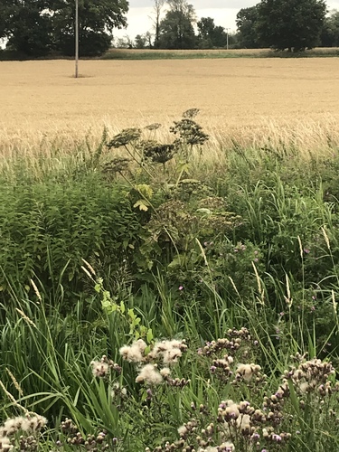 Giant hogweed (Heracleum mantegazzianum)
