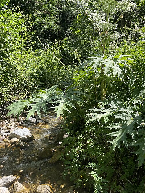 Giant hogweed: Giant Hogweed Heracleum mantegazzianum , native, Zelenchuksky District, Karachay-Cherkessia, Caucasus Mts, Russia.