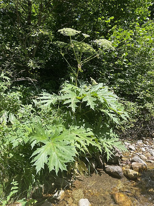 Giant hogweed: Giant Hogweed Heracleum mantegazzianum , native, Zelenchuksky District, Karachay-Cherkessia, Caucasus Mts, Russia.