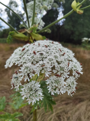 Giant hogweed (Heracleum mantegazzianum)