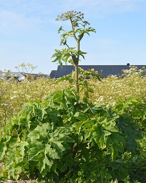 Golpar: Persian Hogweed ( Heracleum persicum ) in Andøy, Norway.