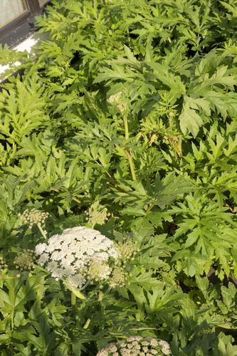 Golpar (Heracleum persicum)