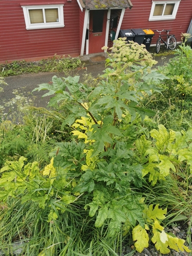 Golpar (Heracleum persicum)
