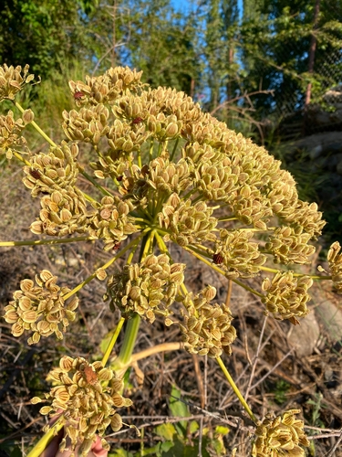 Golpar (Heracleum persicum)