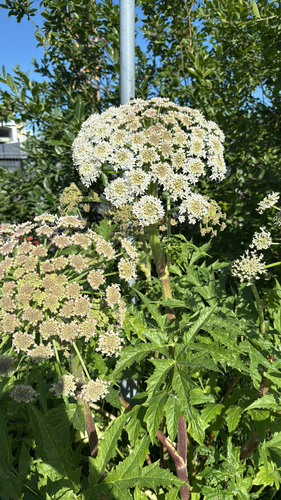 Golpar (Heracleum persicum)