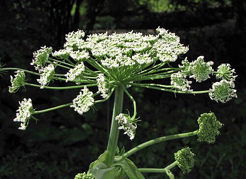 Golpar: 獨活屬 Heracleum persicum [華沙大學植物園 Warsaw University Botanic Garden]