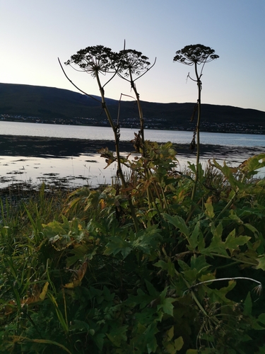 Golpar (Heracleum persicum)
