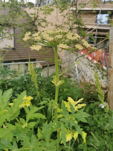 Golpar (Heracleum persicum)