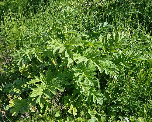 Golpar: Persian Hogweed ( Heracleum persicum ) in Tromsø, Norway.