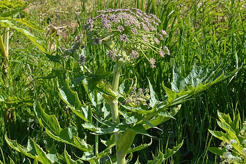 Golpar: Persian Hogweed ( Heracleum persicum ) in Tromsø, Norway.