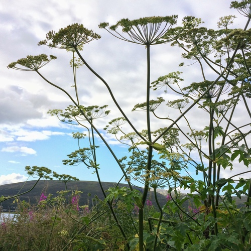 Golpar (Heracleum persicum)