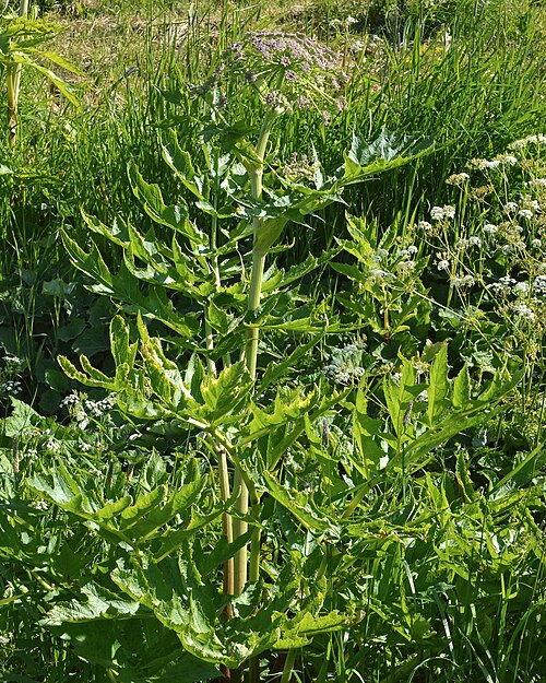 Golpar: Persian Hogweed ( Heracleum persicum ) in Tromsø, Norway.