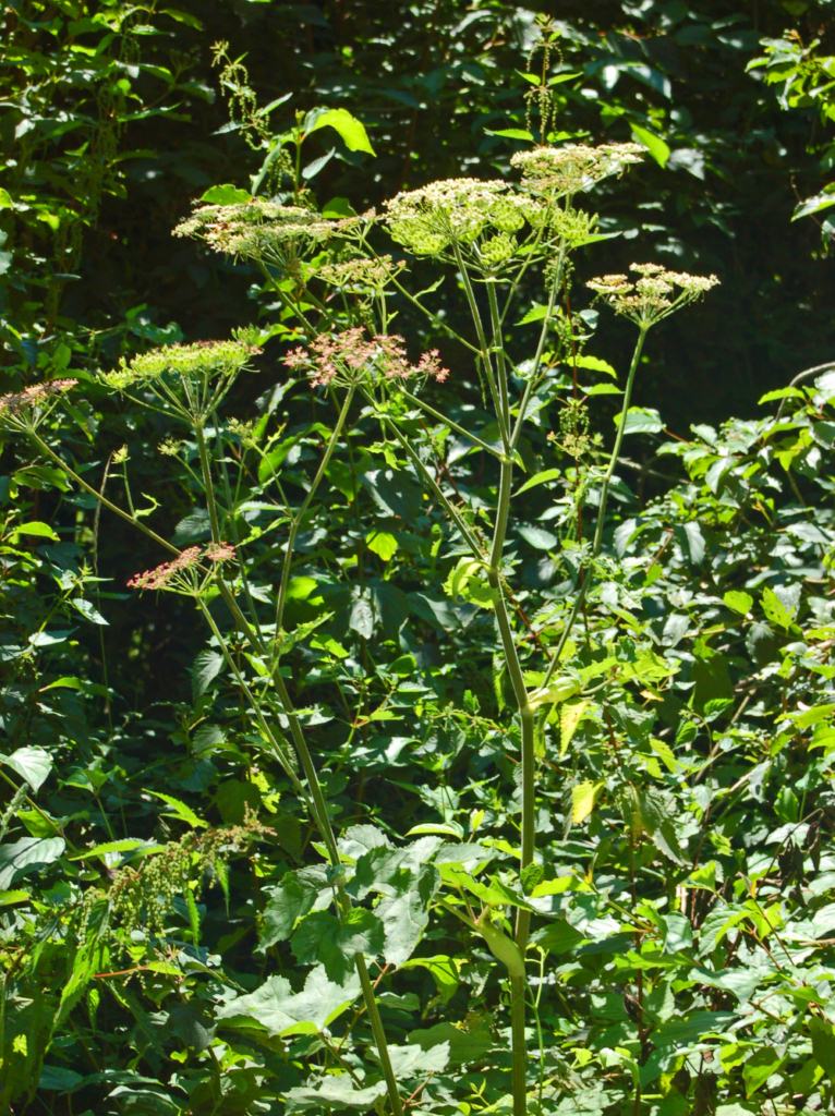 Hogweed: Heracleum sphondylium - Val Noci, Genova, Italy