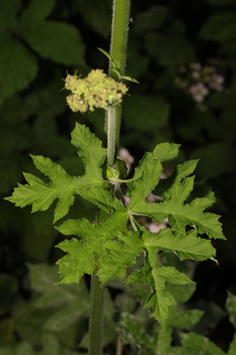 Hogweed (Heracleum sphondylium)
