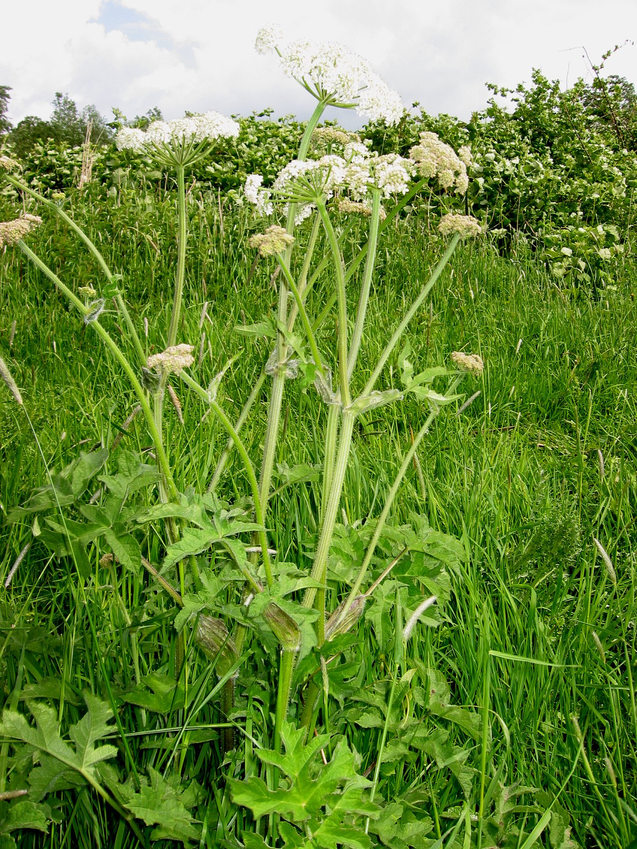 Hogweed (Heracleum sphondylium)
