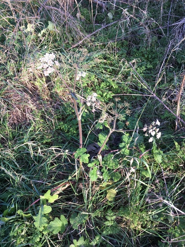 Hogweed (Heracleum sphondylium)