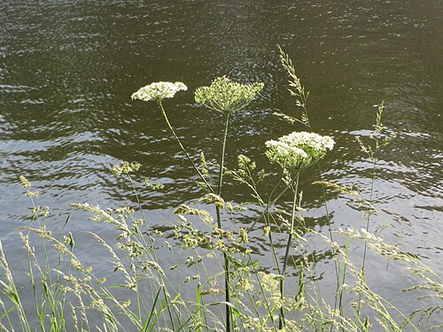 Hogweed: Wiesen-Bärenklau ( Heracleum sphondylium ) an der Saar in Saarbrücken