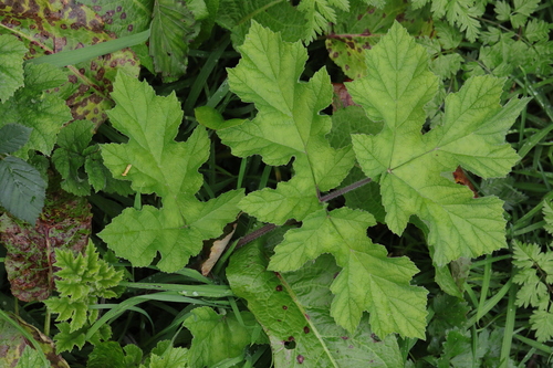 Hogweed (Heracleum sphondylium)