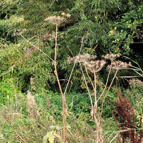 Hogweed (Heracleum sphondylium)