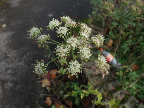 Hogweed (Heracleum sphondylium)