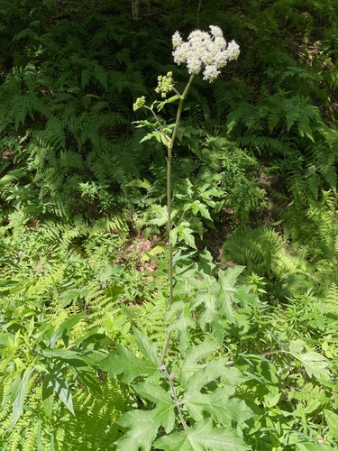 Hogweed (Heracleum sphondylium)