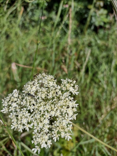 Hogweed