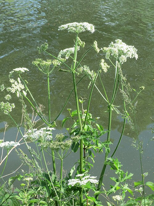 Hogweed: Wiesen-Bärenklau ( Heracleum sphondylium ) an der Saar in Saarbrücken