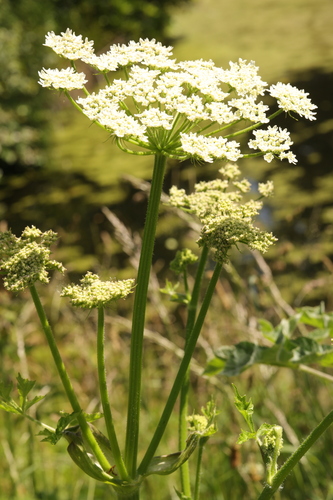 Hogweed (Heracleum sphondylium)
