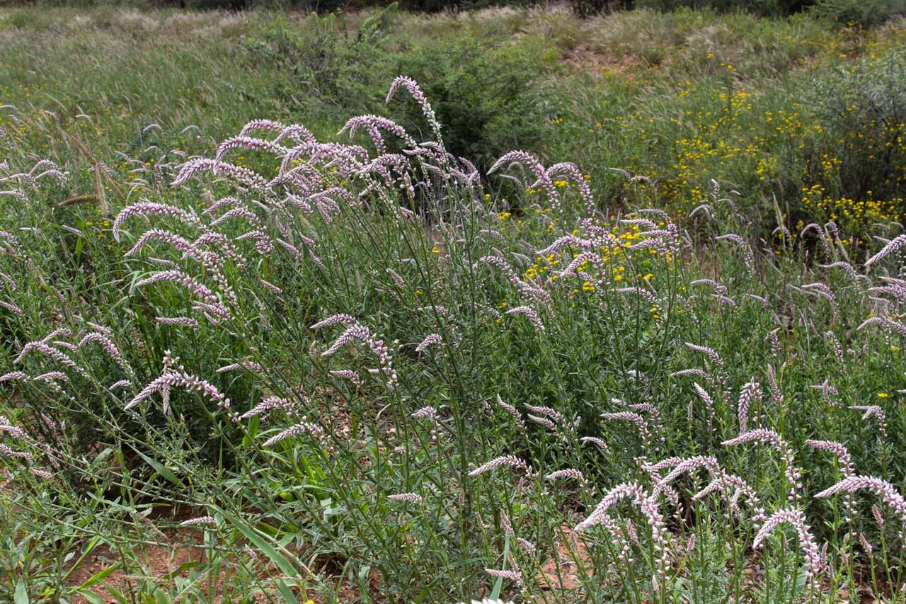 Hermbstaedtia argenteiformis: Hermbstaedtia argenteiformis in Namibia
