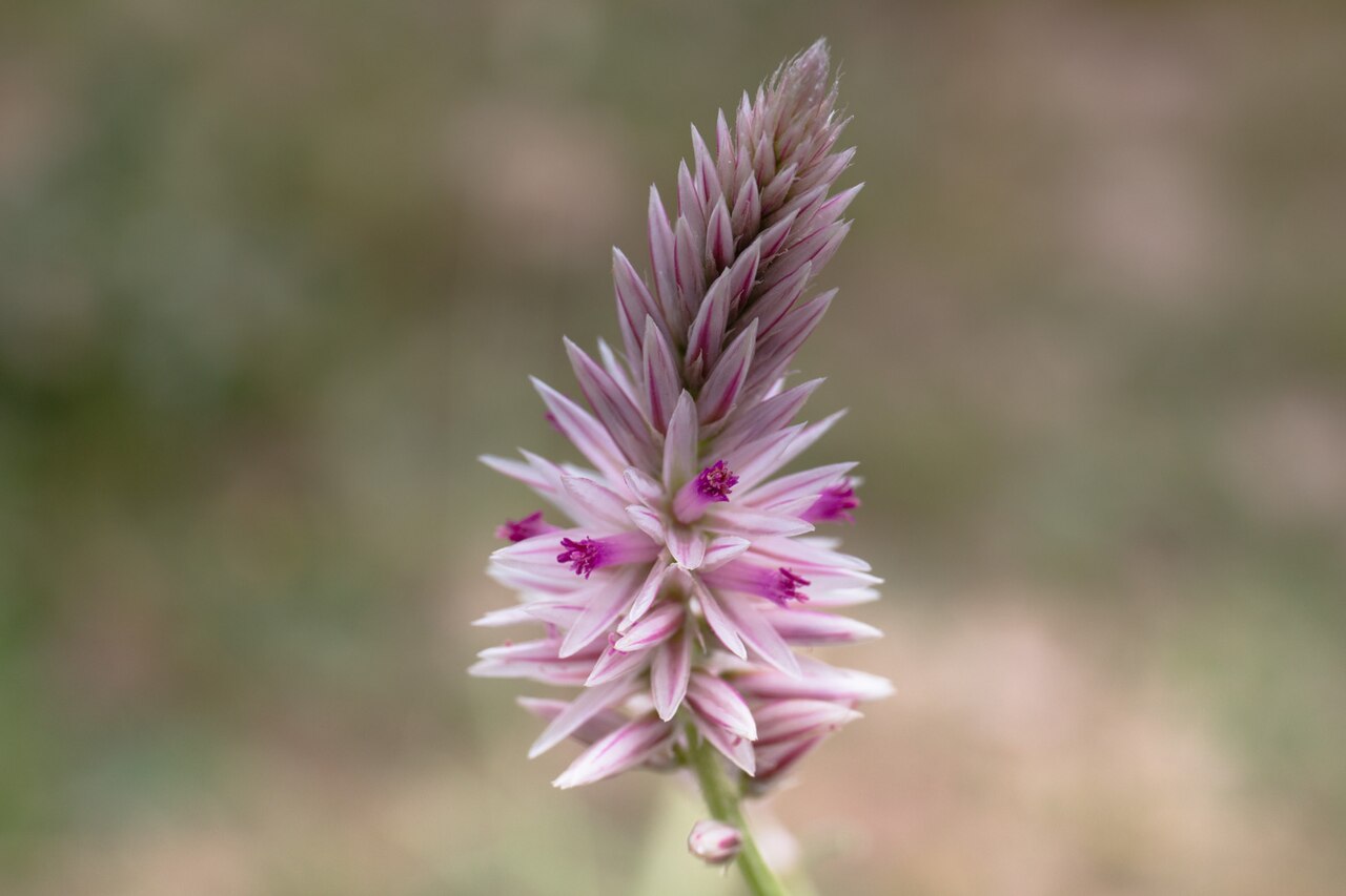Hermbstaedtia argenteiformis: Hermbstaedtia argenteiformis in Namibia