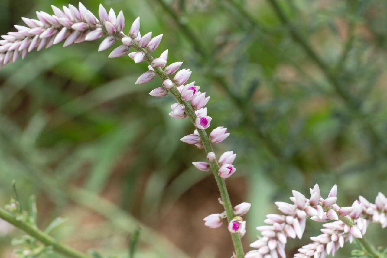Hermbstaedtia argenteiformis: Hermbstaedtia argenteiformis in Namibia