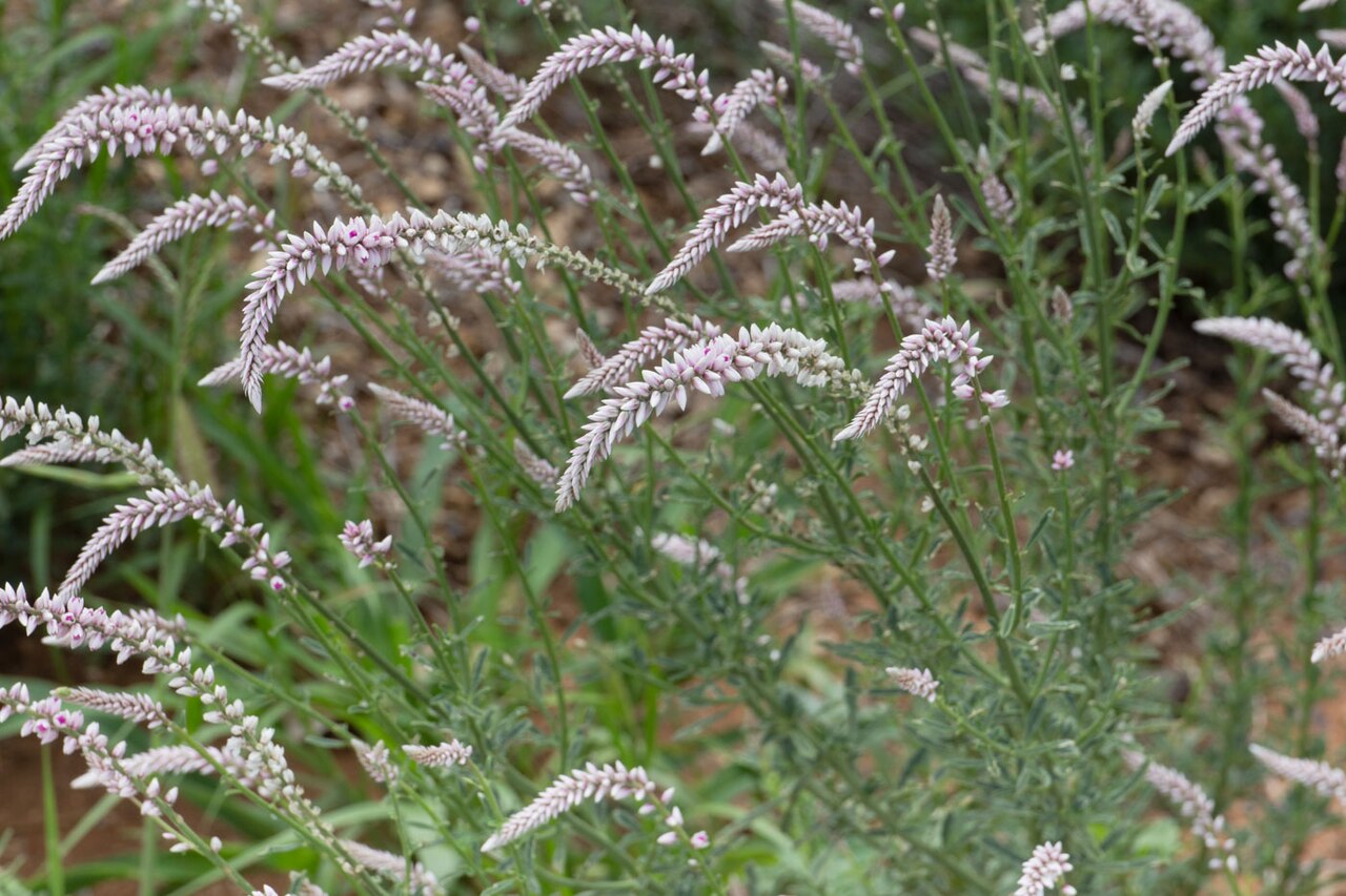 Hermbstaedtia argenteiformis: Hermbstaedtia argenteiformis in Namibia