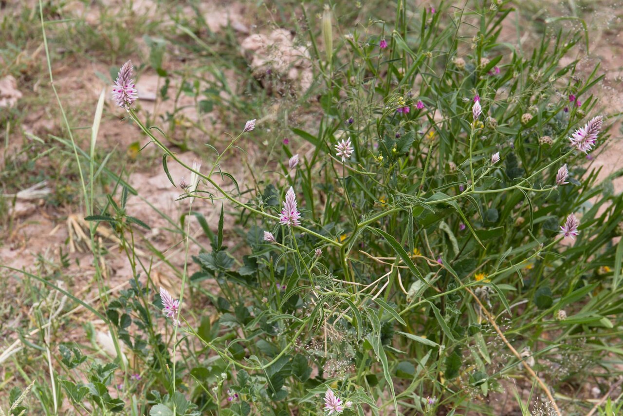 Hermbstaedtia argenteiformis: Hermbstaedtia argenteiformis in Namibia