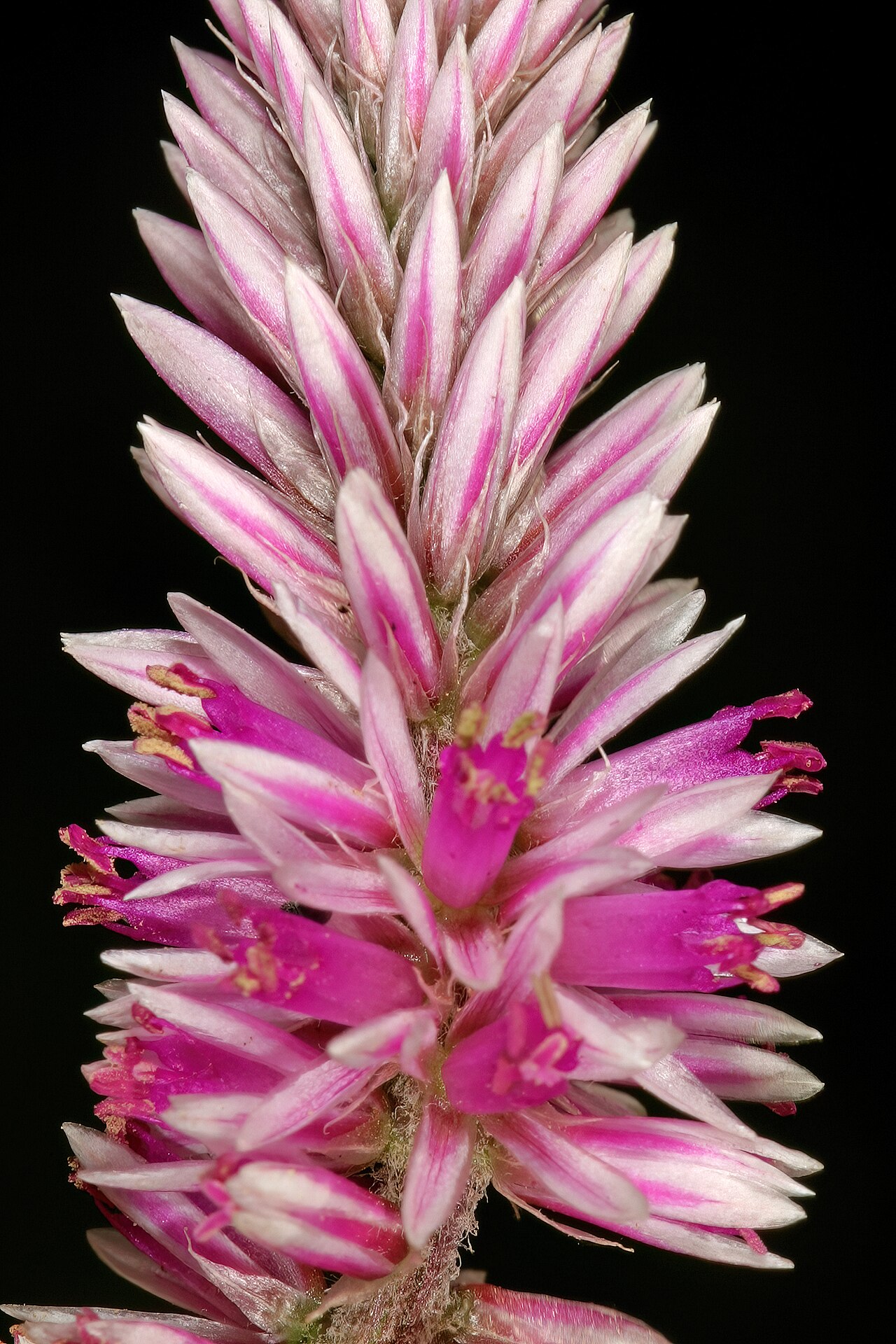 Cat's tail: Hermbstaedtia fleckii , part of inflorescence; between Waterpoort and Mopane, Limpopo, South Africa