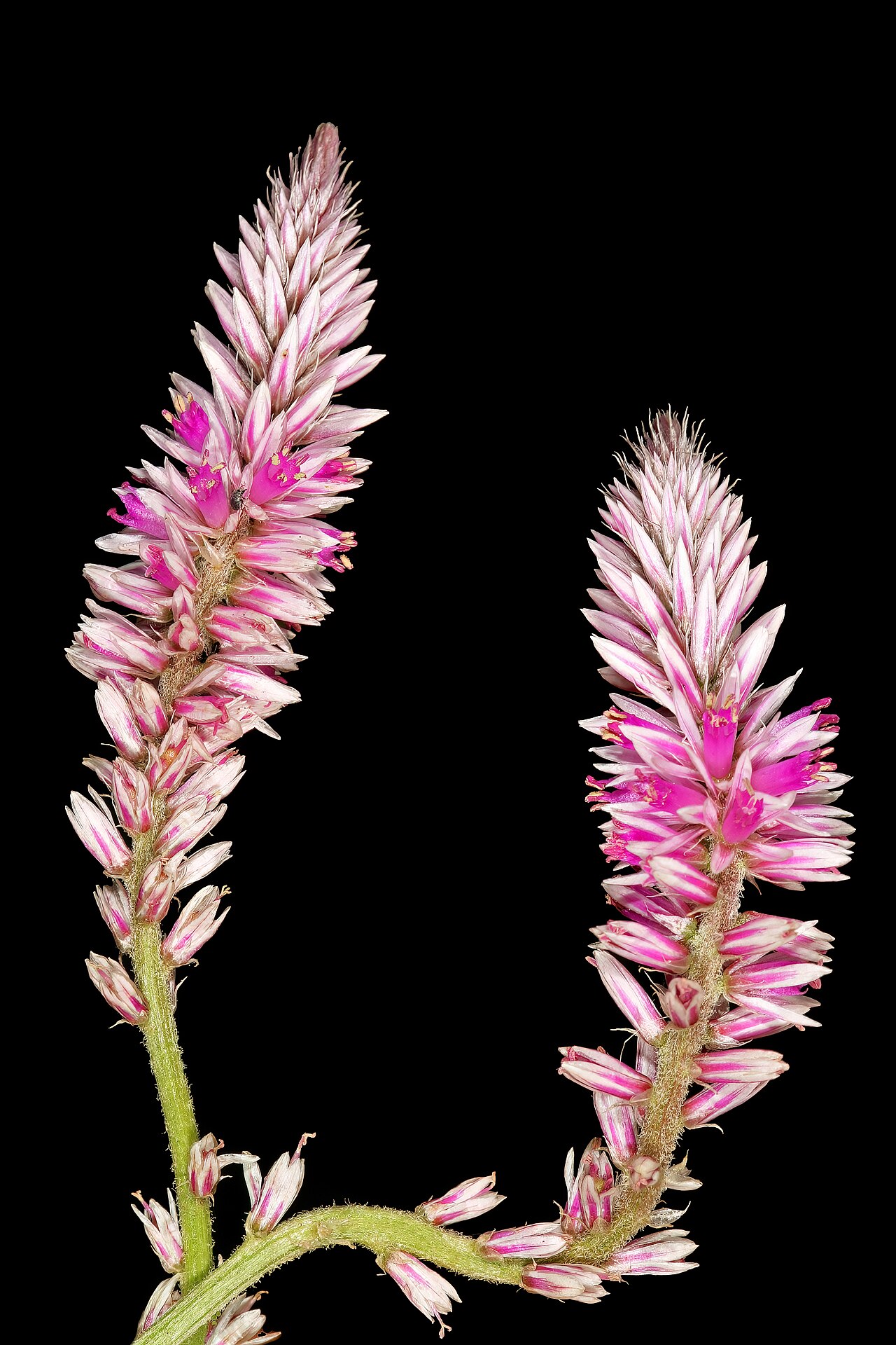Cat's tail: Hermbstaedtia fleckii , inflorescences; between Waterpoort and Mopane, Limpopo, South Africa