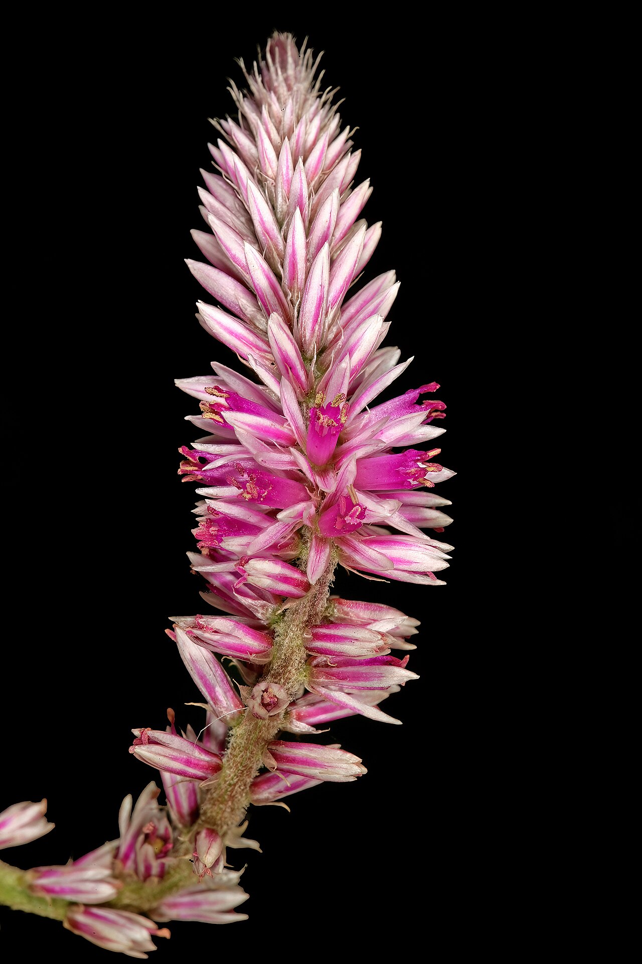 Cat's tail: Hermbstaedtia fleckii , inflorescence; between Waterpoort and Mopane, Limpopo, South Africa