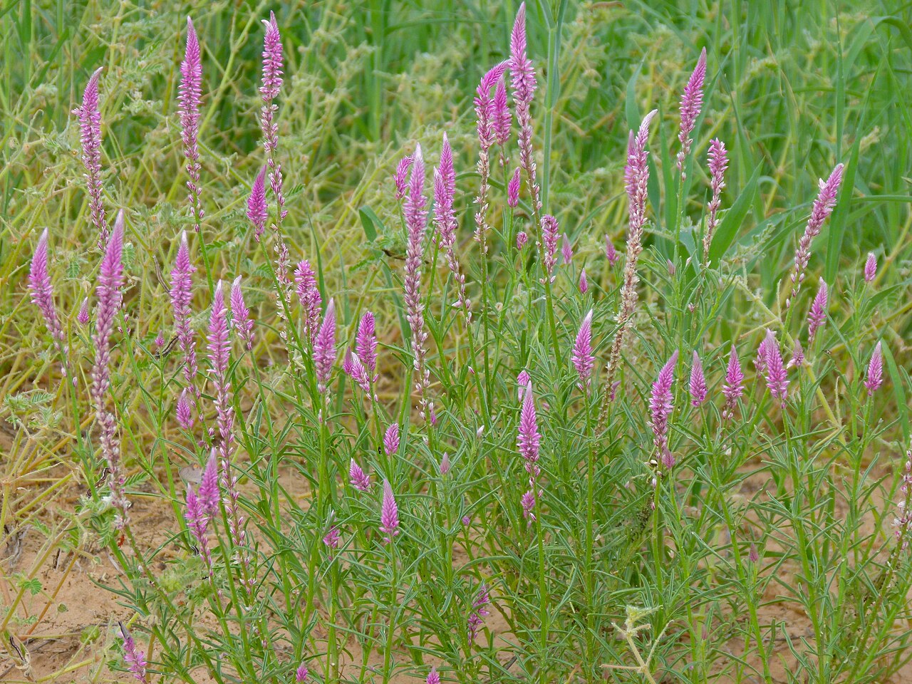 Hermbstaedtia linearis: Nossob River Bed, Kgalagadi Transfrontier Park, SOUTH AFRICA
