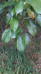 Hernandia bivalvis (Hernandia bivalvis)