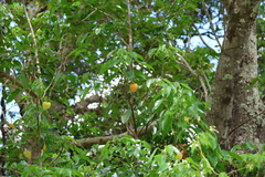Hernandia bivalvis (Hernandia bivalvis)