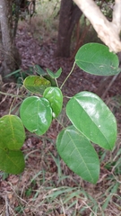 Hernandia bivalvis (Hernandia bivalvis)
