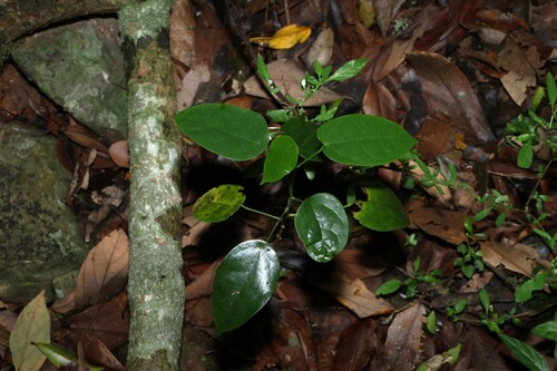 Hernandia bivalvis (Hernandia bivalvis)