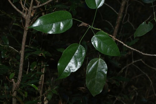 Hernandia bivalvis (Hernandia bivalvis)
