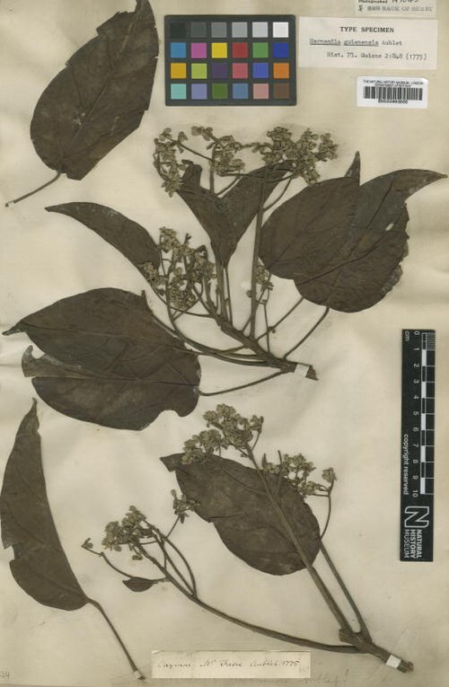Hernandia guianensis: Hernandia guianensis Aubl. - herbier collecté par Aublet en Guyane, conservé au British Museum BM000993866