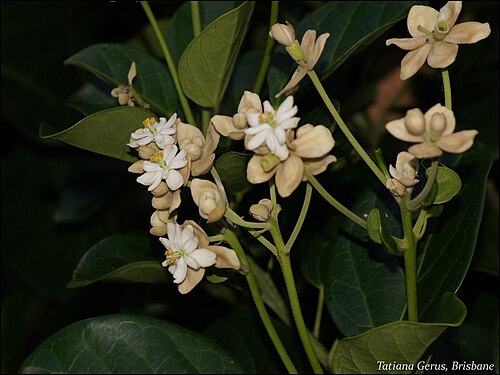 Hernandia moerenhoutiana: Tree native to Tonga, Fiji ( South Pacific Ocean) Family: Hernandiaceae, sometimes placed in Lauraceae Mt. Coot-tha Botanic Garden, BRISBANE Info about Hernandi