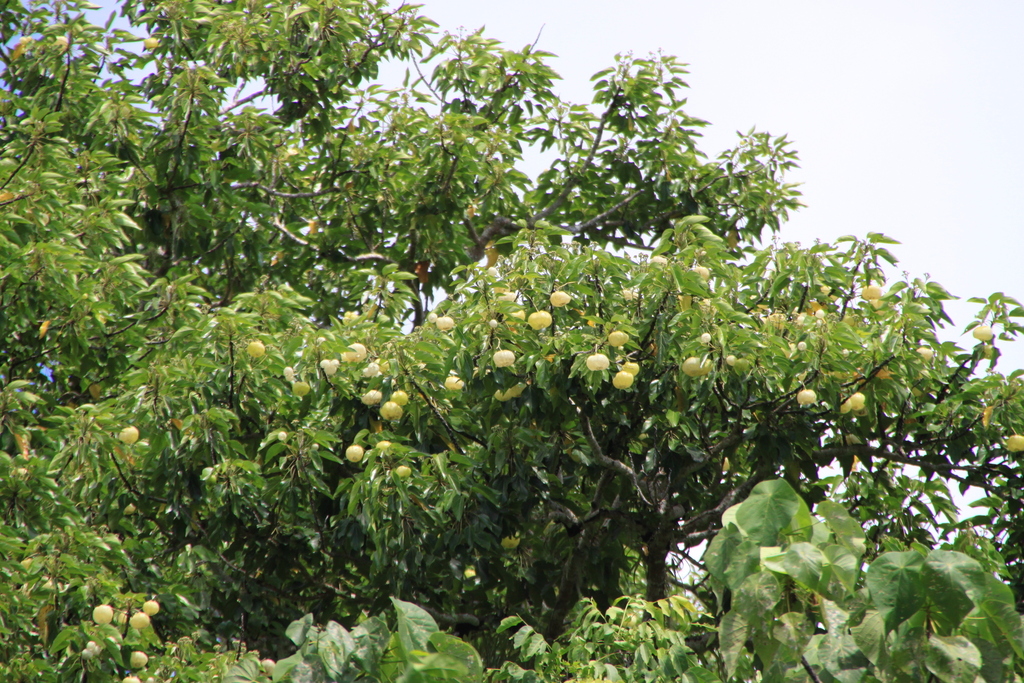 Hernandia ovigera (Hernandia ovigera)