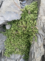 Herniaria alpina (Herniaria alpina)