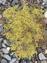 Herniaria alpina (Herniaria alpina)