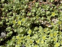 Herniaria alpina (Herniaria alpina)