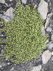 Herniaria alpina (Herniaria alpina)